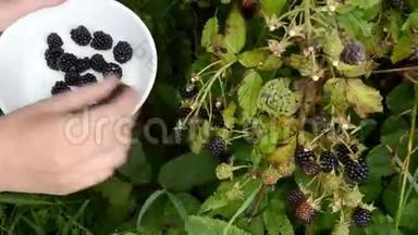 女人手采摘成熟的黑莓、红宝石、灌木菜